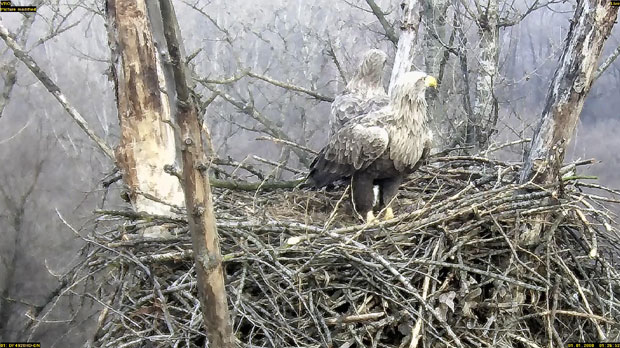 Велико ратно острво: Директан пренос доласка на свет